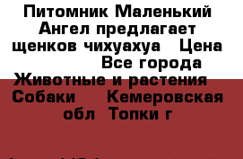 Питомник Маленький Ангел предлагает щенков чихуахуа › Цена ­ 10 000 - Все города Животные и растения » Собаки   . Кемеровская обл.,Топки г.